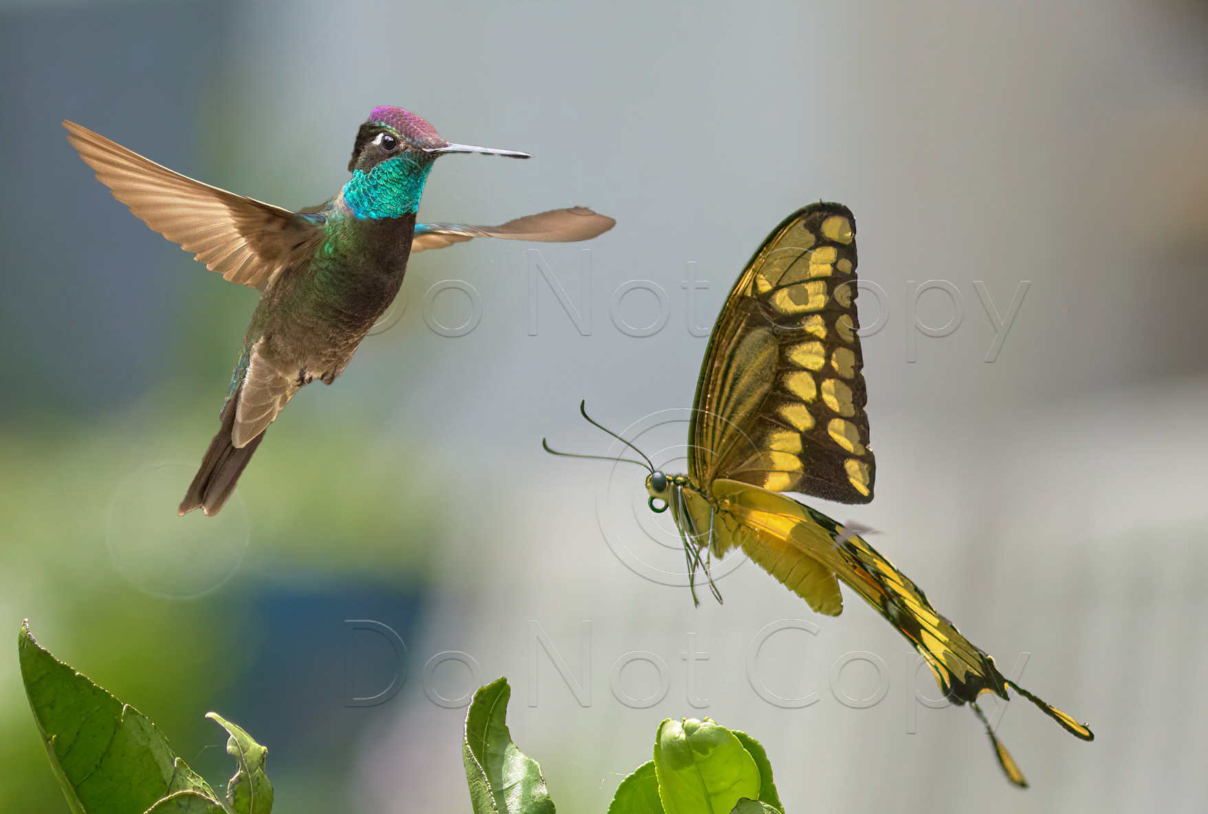 Butterflies & Hummingbirds